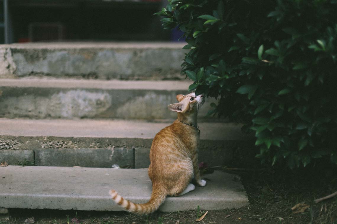 18 Cats Who Are Really, Really Excited About Christmas Trees