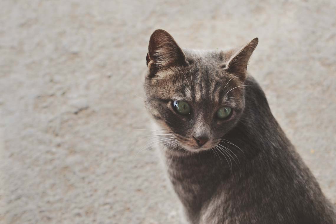 21 Cats And Dogs Who Are So Ready For Bedtime